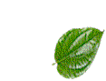 ani_s.gif (27623 bytes)