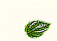 ani_sirih.gif (88811 bytes)