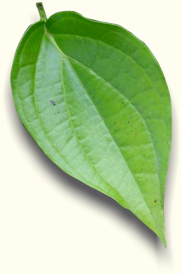 g.daunsirih1.jpg (54165 bytes)