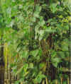 g.daunsirih4.jpg (438684 bytes)