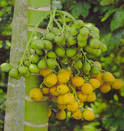 g.pinang1.jpg (481767 bytes)