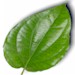 icon_sirih.jpg (2841 bytes)