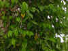sirihutan1.jpg (38666 bytes)